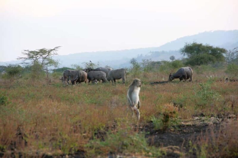Banyuwangi: Jagir Waterfall & Baluran National Park Tour - Returning to Banyuwangi