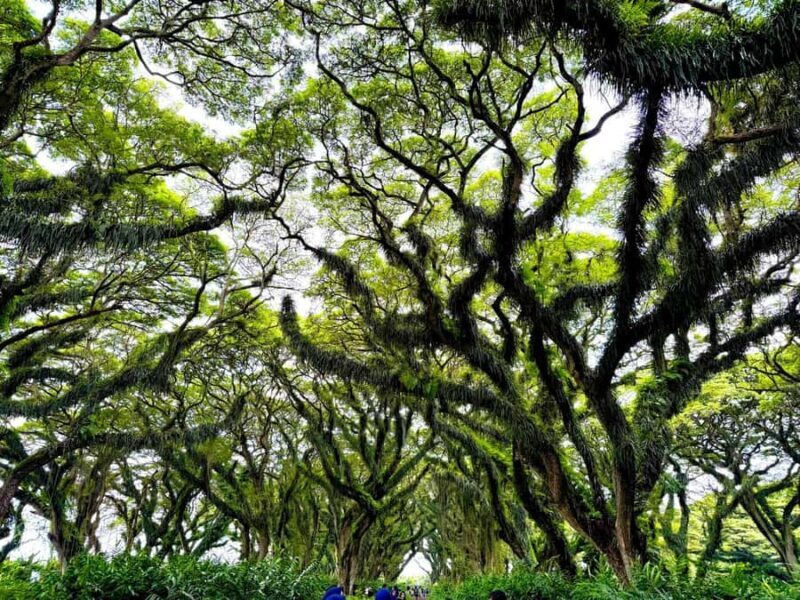 Banyuwangi: Jawatan Forest, Island Hopping, & Sunset Tour - Good To Know