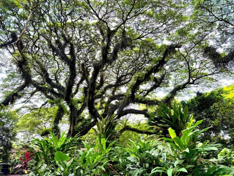 Banyuwangi: Jawatan Forest, Island Hopping, & Sunset Tour - Goa Bedil and the Cave Wonder