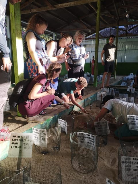 Banyuwangi: Sukamade Beach Turtle Conservation 2-Day Tour - Accommodation and Meals