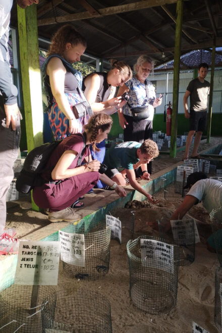 Banyuwangi: Sukamade Beach Turtle Conservation 2-Day Tour - Transportation Details
