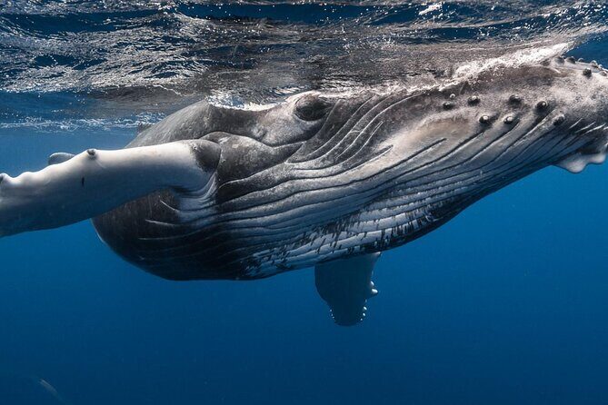 Baptism diving in the turquoise waters of Tahiti - Who This Tour Is Best For