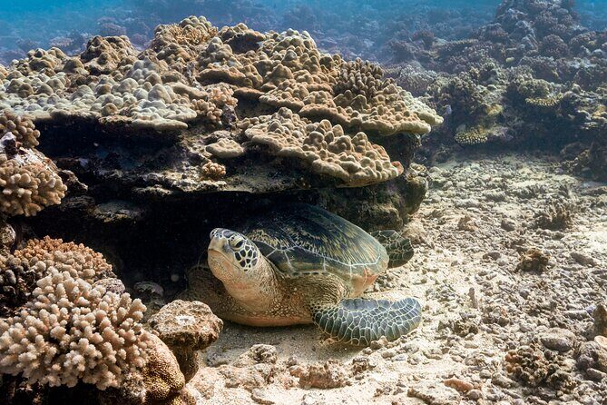 Baptism: introductory dive at Moorea Fun Dive - What Travelers Say: Authentic Insights