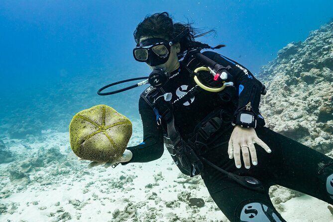 Baptism: introductory dive at Moorea Fun Dive - Practical Details You Should Know