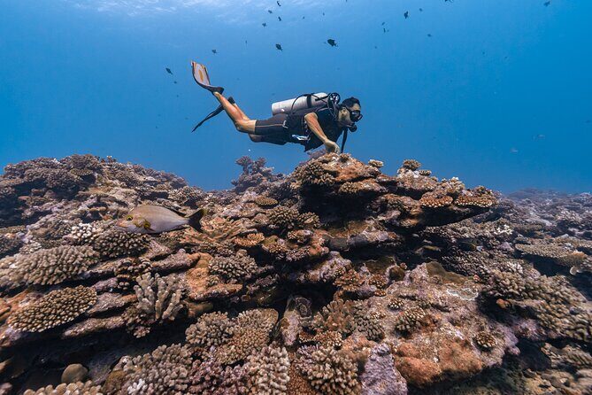 Baptism: introductory dive at Moorea Fun Dive - Final Thoughts