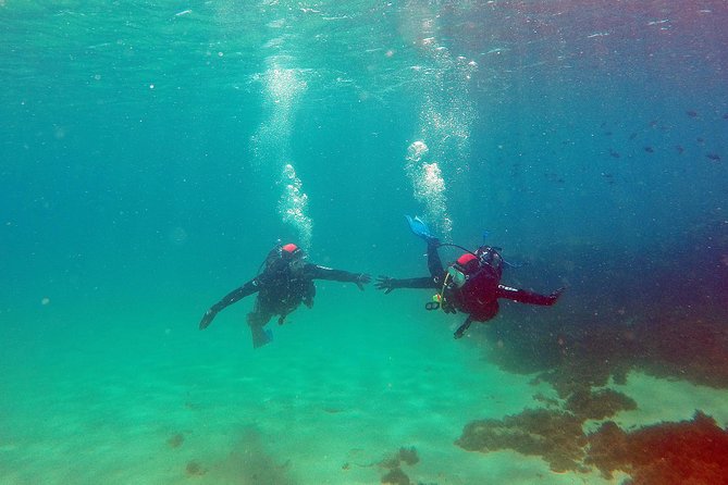 Baptism of Diving in the Natural Park of the Strait - Explore the Marine Life