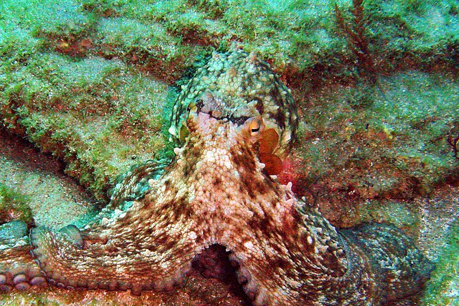 Baptism of Diving in the Natural Park of the Strait - Immerse Yourself in the Straits Beauty