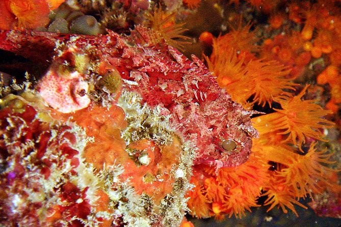 Baptism of Diving in the Natural Park of the Strait - The Sum Up
