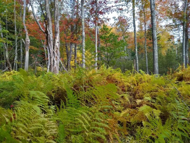 Bar Harbor: Acadia National Park Autumn Leaf Private Tour - Good To Know:
