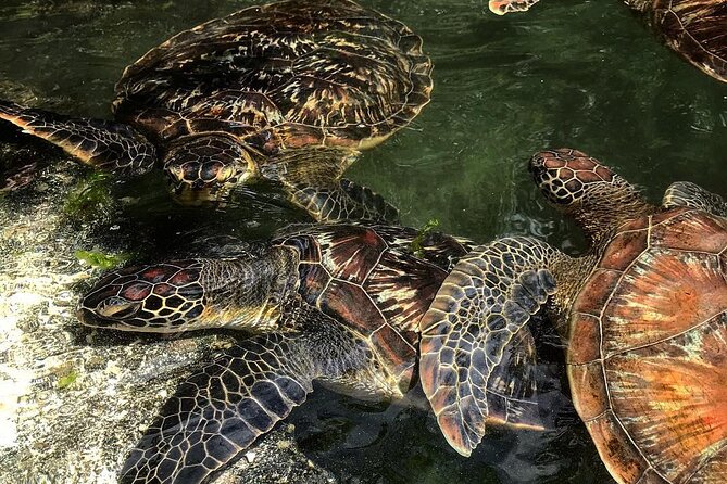 Baraka Aquarium, Prison Island, Secret Garden, Stone Town, Emerson Restaurant - Visitor Reviews