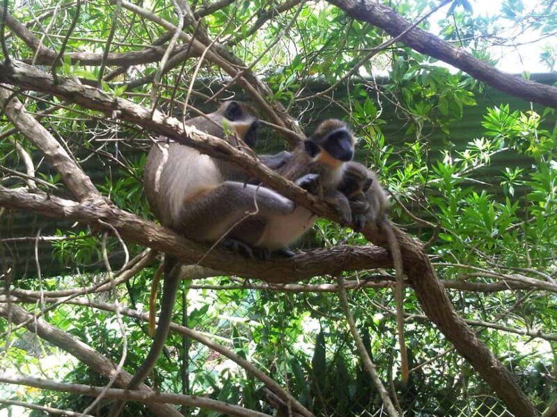 Barbados: 4 Hour Private Customized Island Tour - An In-Depth Look at the 4-Hour Barbados Private Tour  