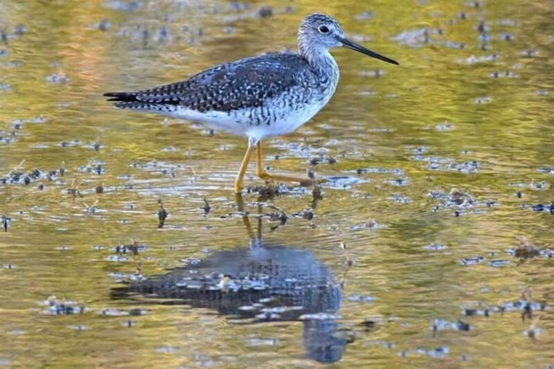 Barbados: Bird Watching Experience - Good To Know