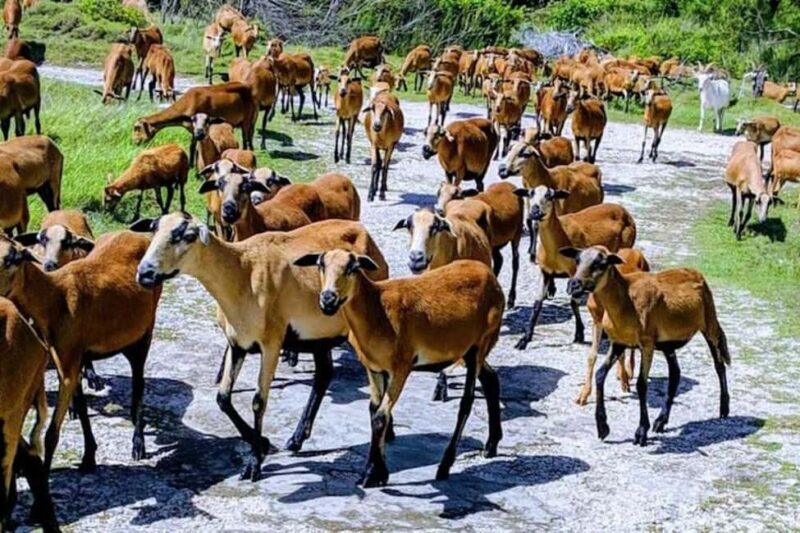 Barbados: Bird Watching Experience - Exploring the Itinerary in Detail