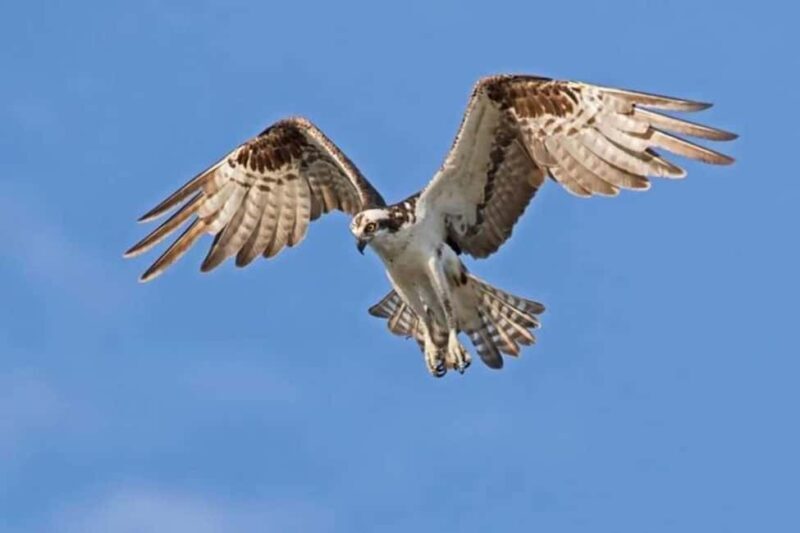 Barbados: Bird Watching Experience - Practical Details