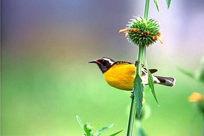 Barbados Bird Watching Experience (Transport Included) - FAQ