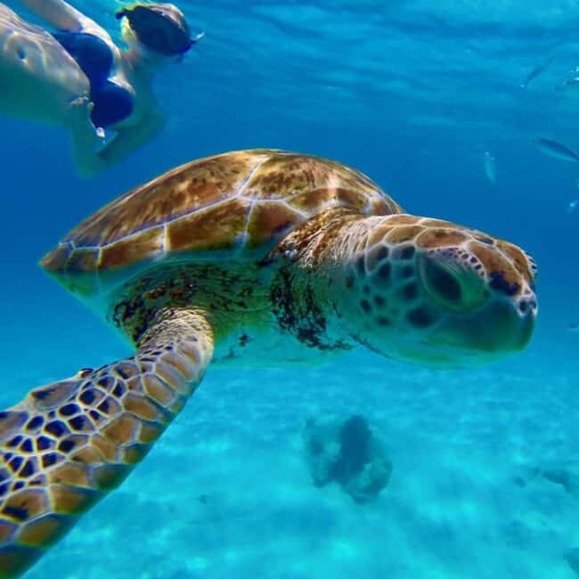 Barbados: Catamaran Tour with Snorkeling and Lunch - Good To Know  