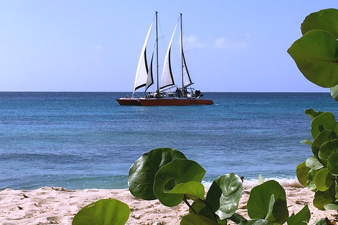 Barbados Catamaran Turtle and Shipwreck Snorkeling Cruise - Snorkeling With Turtles