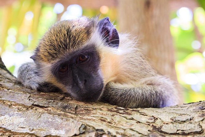 Barbados Green Monkey Half-Day Tour (Feb ) - Tour Overview