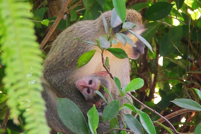 Barbados Green Monkey Half-Day Tour (Feb ) - Monkey History in Barbados