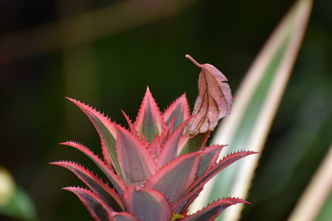 Barbados-Harrisons Cave-Gardens-St Nicholas Abbey: Day Tour - Saint Thomas Parish - The Sum Up