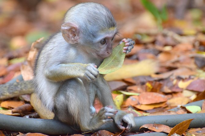 Barbados Highlights Tour With Wildlife Reserve and Lunch  - Saint Joseph Parish - Inclusions