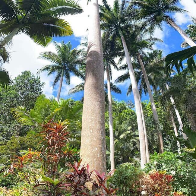 Barbados: Hunte's Garden, Artisan Studios, and Beach Tour - Discovering Hunte’s Garden: A Tropical Treasure