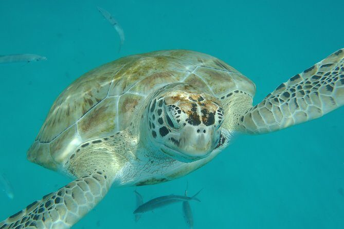 Barbados Island Tour, Monkey feeding & Swimming with the Turtles - An In-Depth Look at the Barbados Island Tour