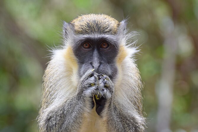 Barbados Island Tour, Monkey Feeding & Swimming With the Turtles - Traveler Photos and Reviews