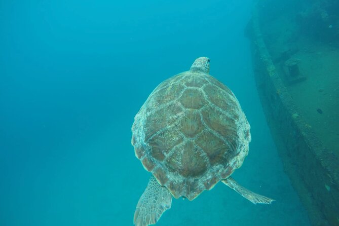 Barbados Island Tour, Monkey Feeding & Swimming With the Turtles - Tour Highlights