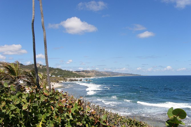 Barbados Island Tour, Monkey Feeding & Swimming With the Turtles - Barbados Wildlife Reserve