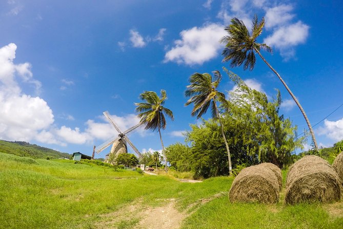 Barbados Island Tour, Monkey Feeding & Swimming With the Turtles - Swimming With the Turtles