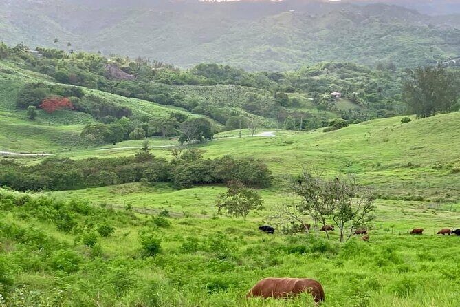 Barbados Paradise Tour with Hotel Transfers - Final Thoughts: Is It Worth It?