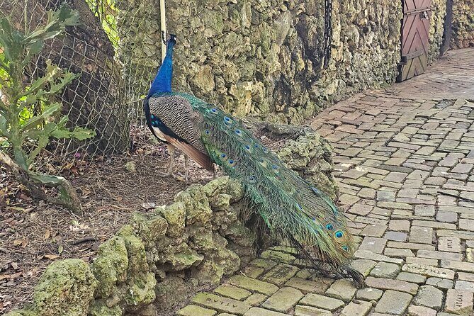 Barbados Private Scenic Tour: With Monkey Feeding Experience - What to Expect from the Experience