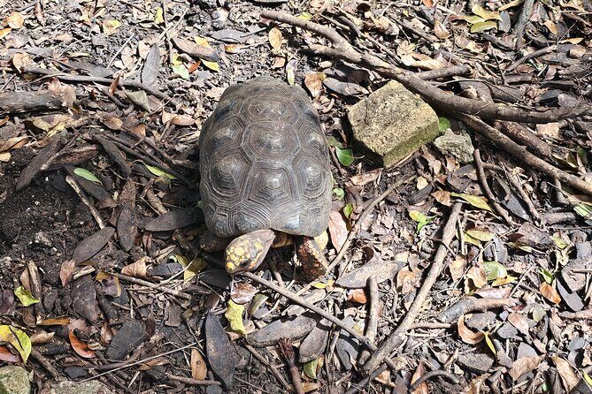 Barbados Private Scenic Tour: With Monkey Feeding Experience - FAQ