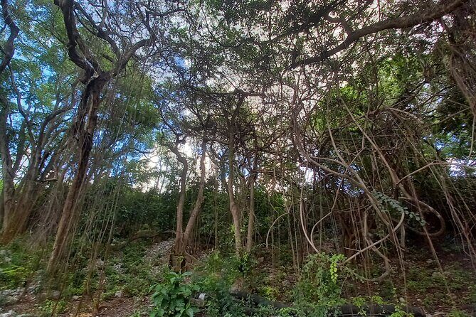 Barbados Private Scenic Tour: With Monkey Feeding Experience - Final Thoughts