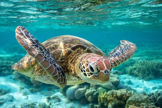 Barbados Shore Excursion: Carlisle Bay Turtle & Shipwreck - Pickup and Transportation Information