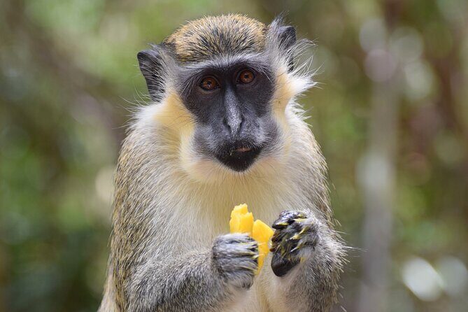 Barbados Small-Group Garden & Wildlife Half-Day Tour - Good To Know