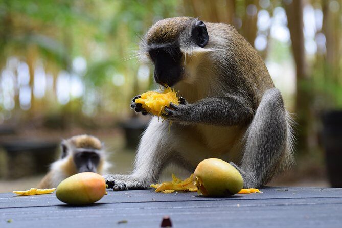 Barbados Small-Group Garden & Wildlife Half-Day Tour - The Sum Up: Is It Worth It?