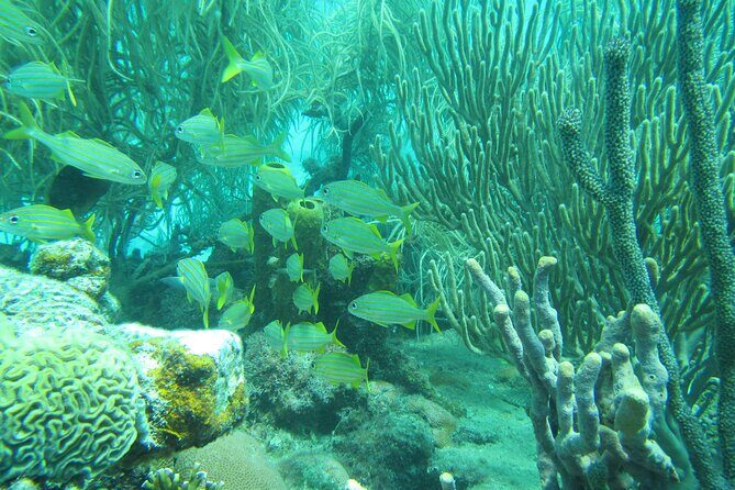 Barbados Snorkeling and Sailing Adventure for Small Groups - Practical Details That Matter