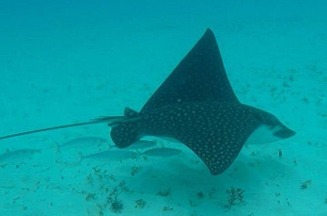 Barbados Sunset and Snorkeling Catamaran Cruise - FAQ