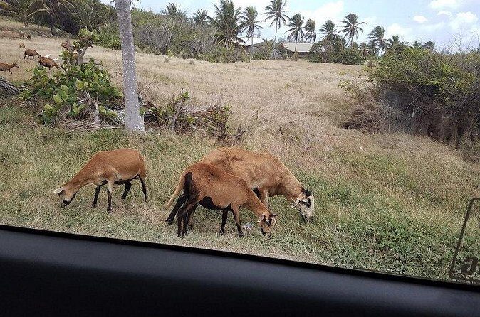 Barbados "Sweet Deal" Scenic Tour - An In-Depth Look at the "Sweet Deal" Scenic Tour
