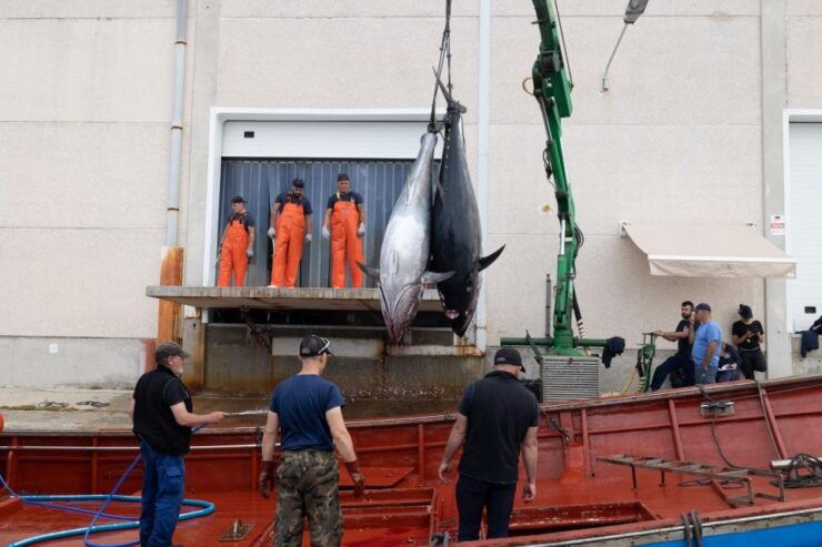 Barbate: Boat Tour to the Almadraba of Conil (Tuna Fishing) - Experience Highlights
