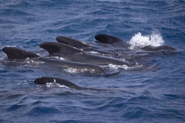 Barbate: Dolphin and Whale Watching in Cape Trafalgar - Booking Information