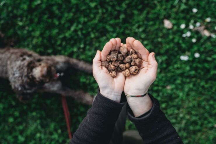 Barberino Tavarnelle: Truffle Hunt Tour With Lunch or Dinner - Tour Details