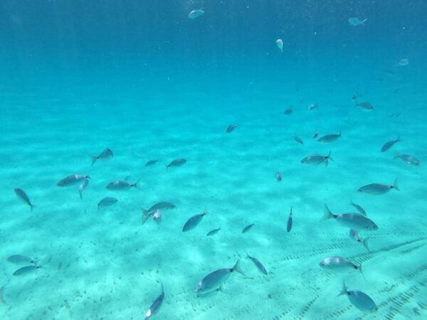 Barca Liliana (Caligola1) - Important Restrictions