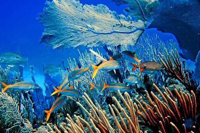 Barceló Bávaro Palace - Round Trip Shuttle - Punta Cana Airport - The Itinerary Breakdown: A Typical Transfer Day