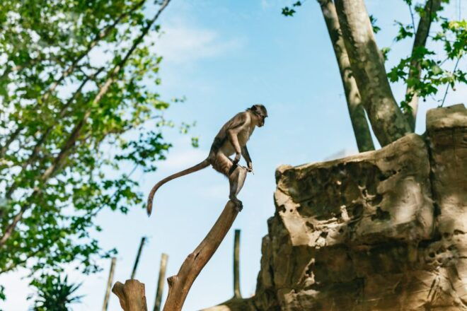 Barcelona: 1-Day Ticket to Barcelona Zoo - Selecting Participants and Date