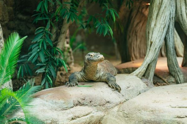 Barcelona: 1-Day Ticket to Barcelona Zoo - The Sum Up