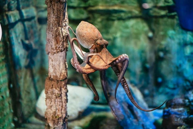 Barcelona Aquarium: Entry Ticket - Overview of the Barcelona Aquarium