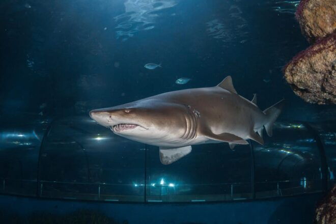 Barcelona Aquarium: Guided Tour With Exclusive Early Access - Highlights of the Tour